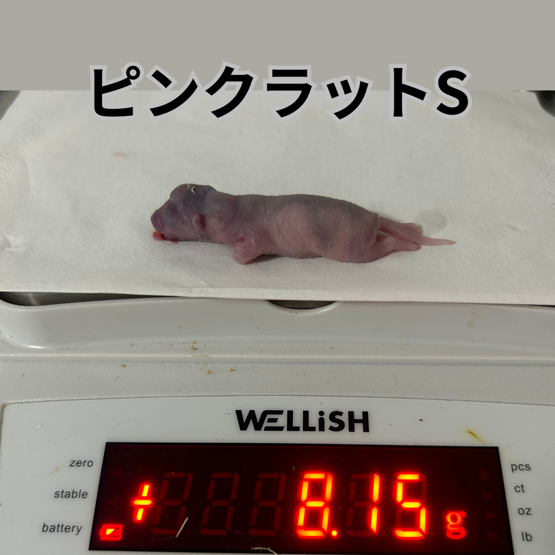 冷凍マウスラット専門店RealNeeds / ピンクラット【各種サイズ】