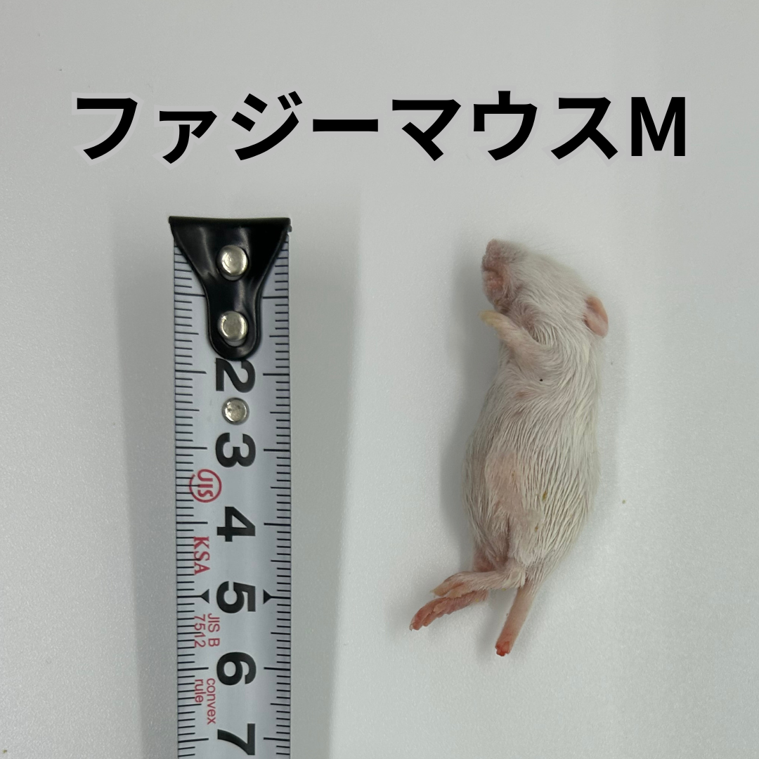冷凍マウスラット専門店RealNeeds / ファジーマウスM 6g前後